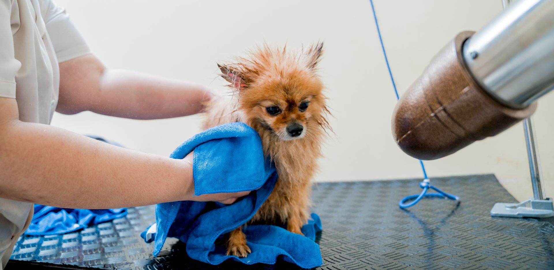 Dry after bathing dog