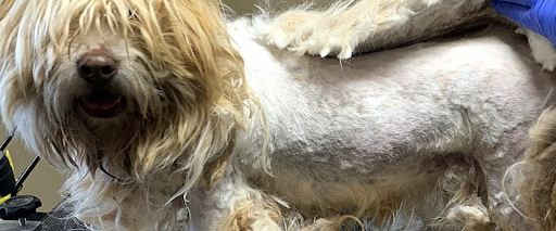 matted dog grooming