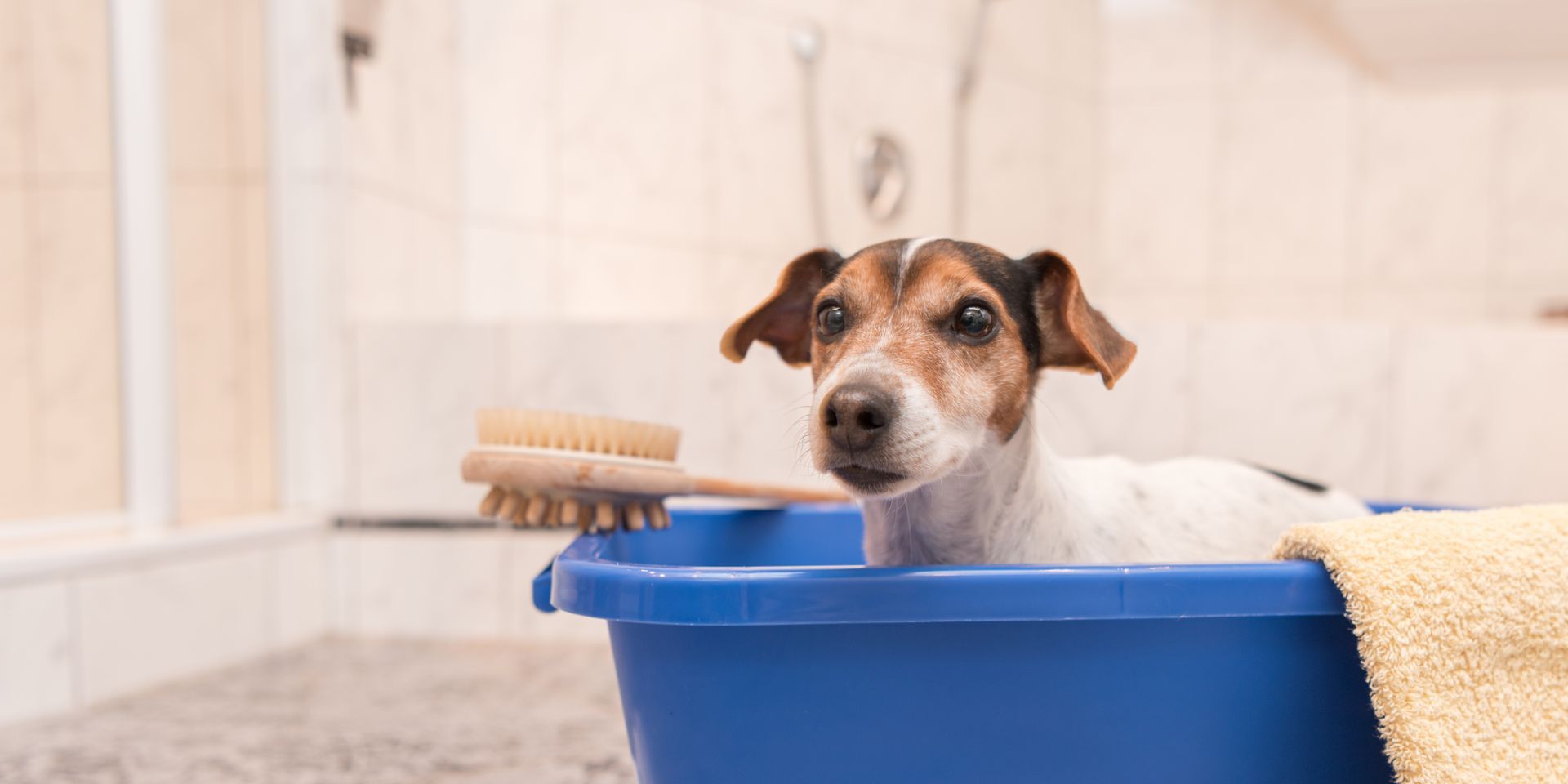 Bathing dog