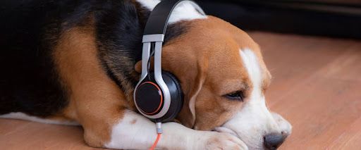 reduce dog grooming anxiety