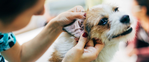 Ear care for dogs, checking signs of ear infection in dogs, and how to clean dog ears.