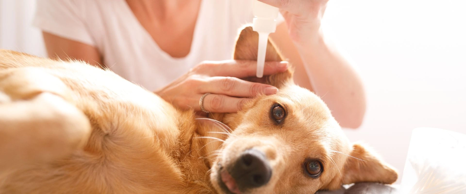 Cleaning dog ears at home with ear drops, how to clean dog ears, and ear care for dogs.