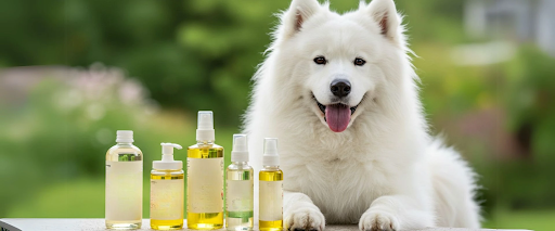 Dog skin care tips showing moisturizing dog skin at home with products