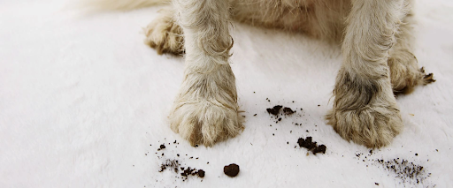 Dog paw hygiene tips highlighting muddy dog paws cleaning and how to clean dog paw