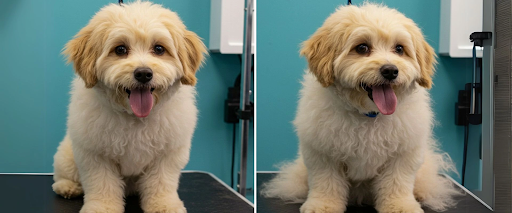 Before and after results of how to deShed a dog at home effectively.