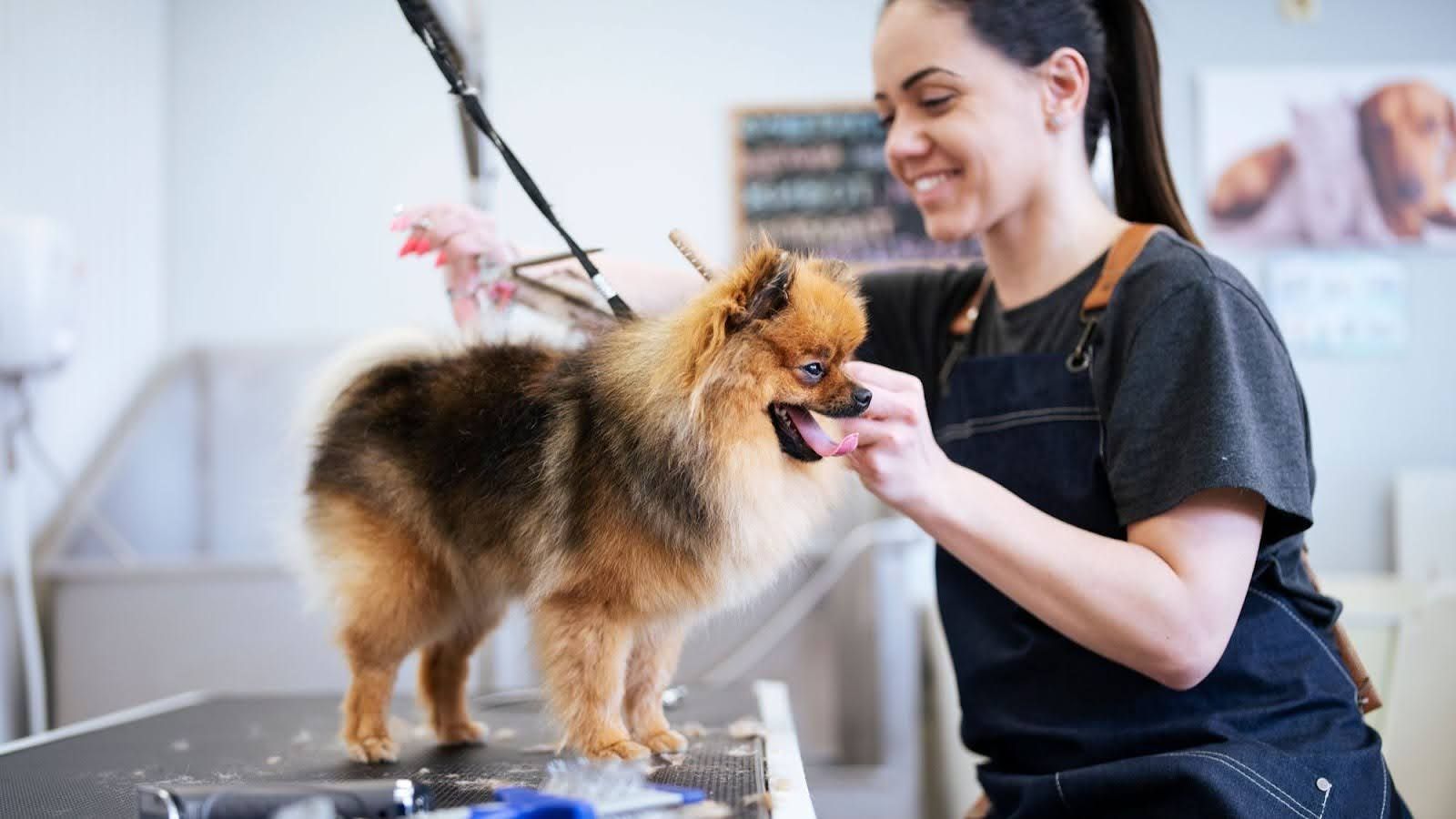 Mobile Pet Grooming Business - LiveAbout