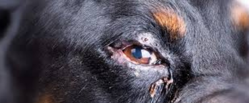 Why Does My Dog Have Eye Boogers? Causes & Remedies