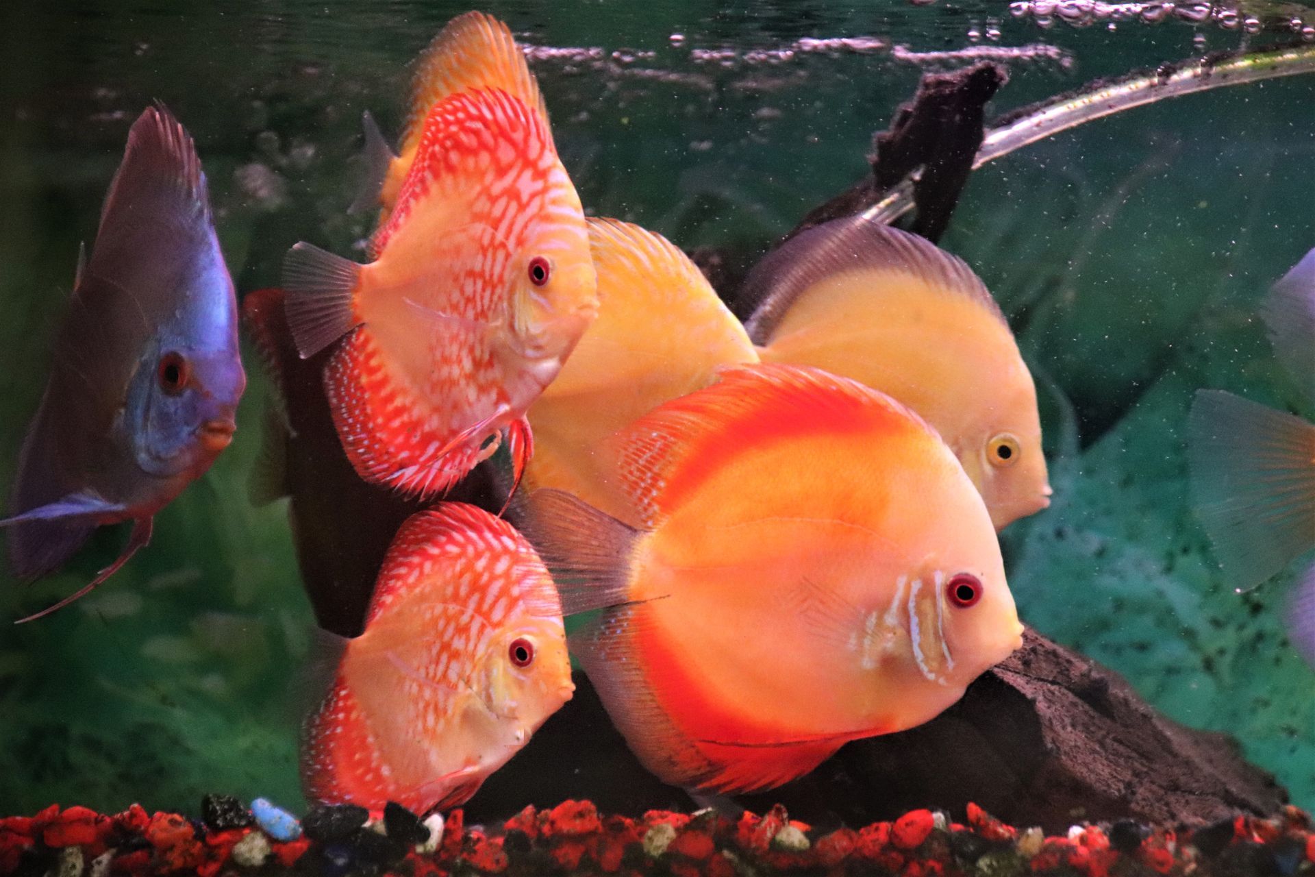 Discus