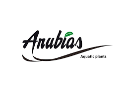 Anubias