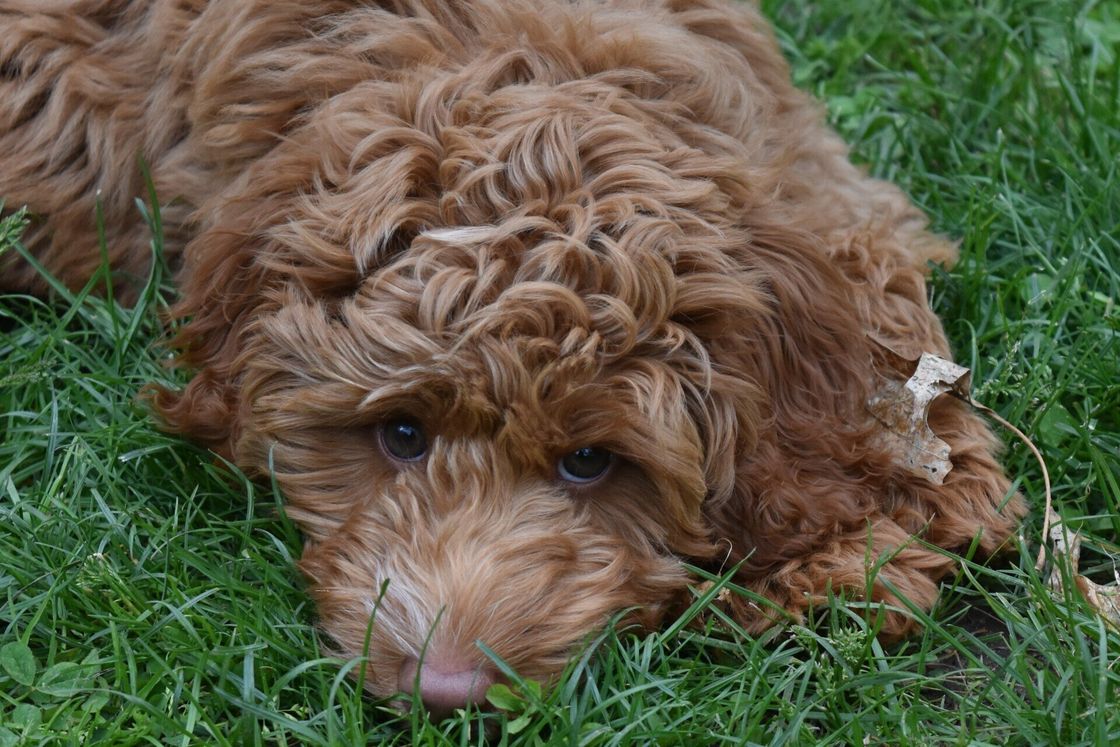 Lucky Dog Australian Labradoodles North Easton, MA