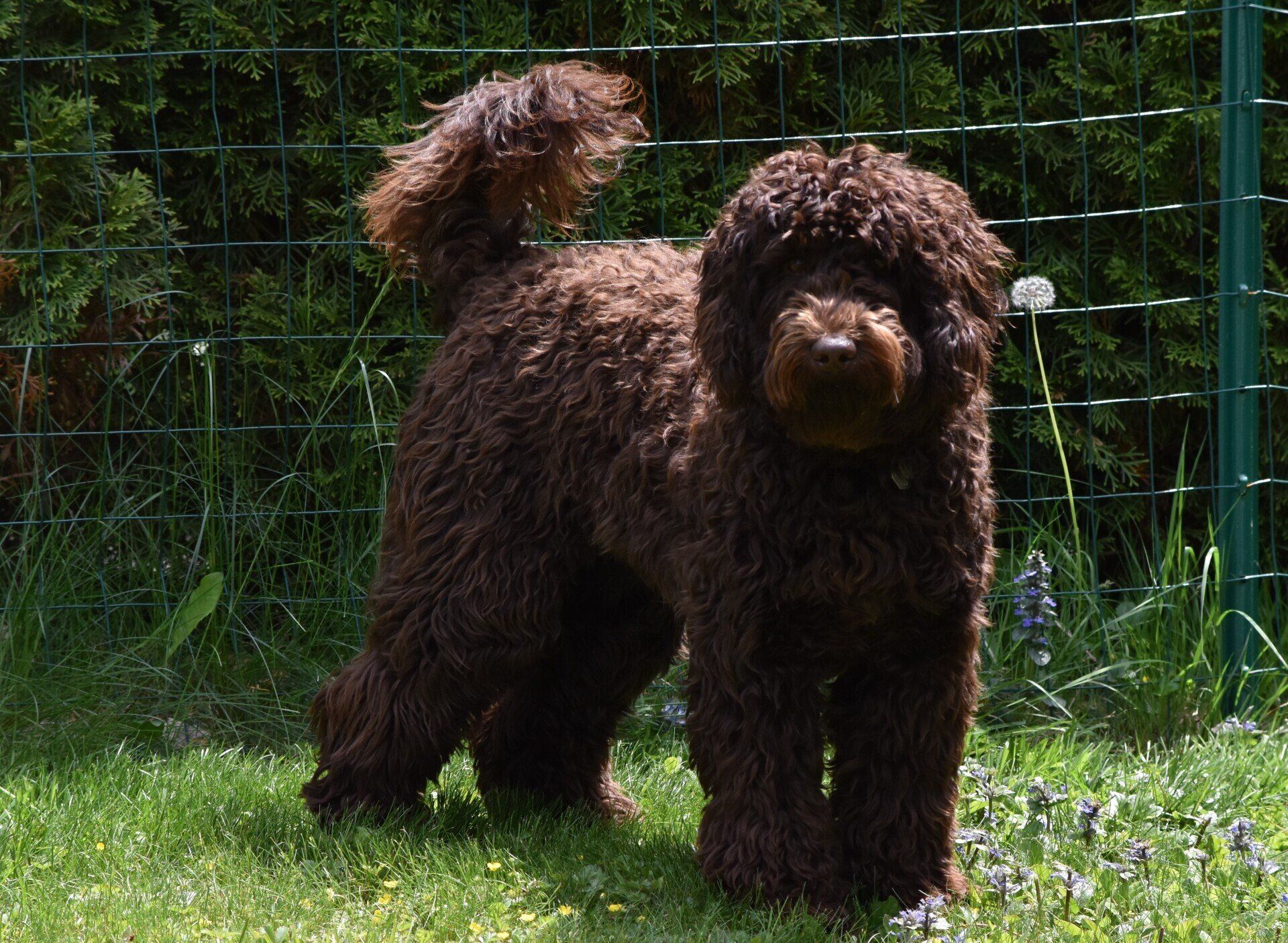 Lucky Dog Australian Labradoodles North Easton, MA