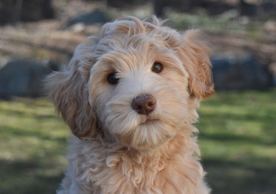 Lucky Dog Australian Labradoodles North Easton, MA