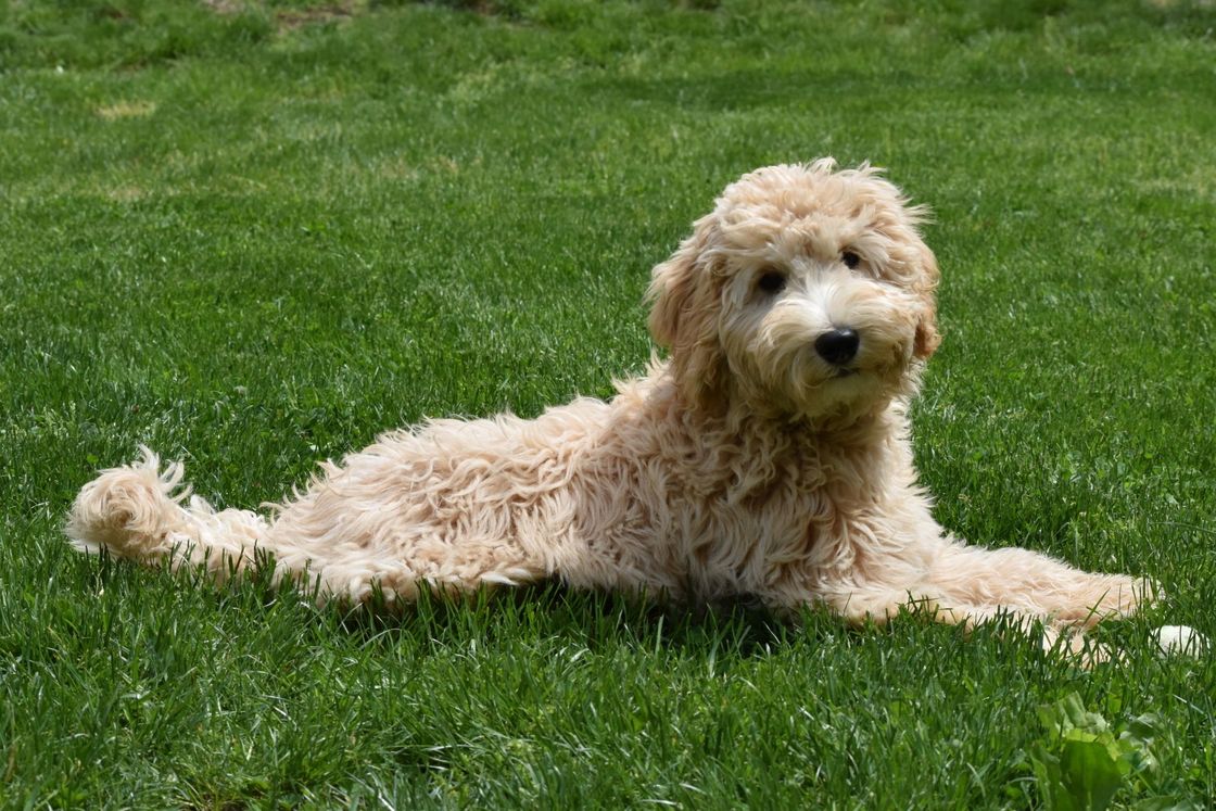 Lucky Dog Australian Labradoodles North Easton, MA