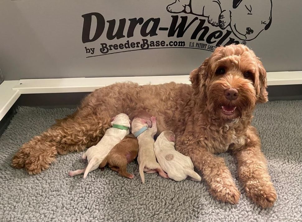 Lucky Dog Australian Labradoodles North Easton, MA