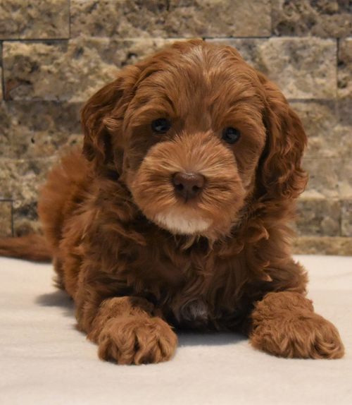 Lucky Dog Australian Labradoodles North Easton, MA