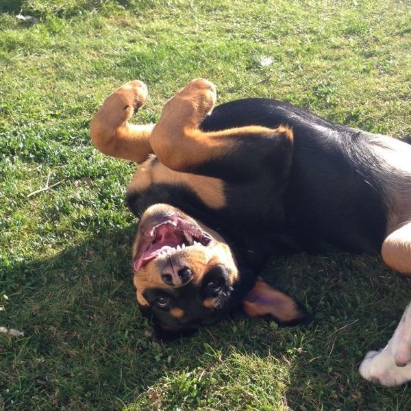 Un cane si rotola sulla schiena nell'erba