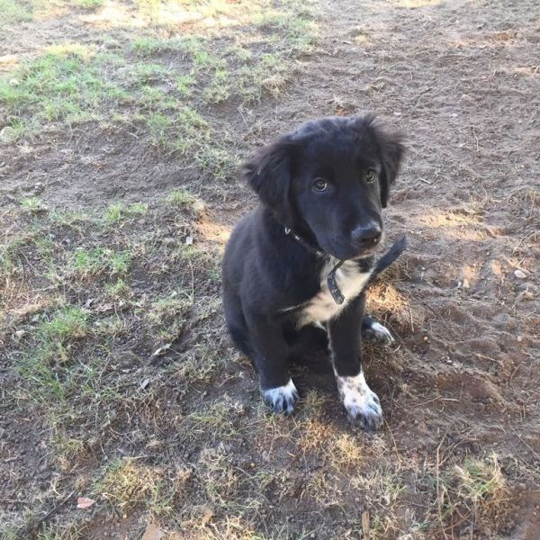 Un cucciolo bianco e nero è seduto nella polvere e guarda la telecamera.