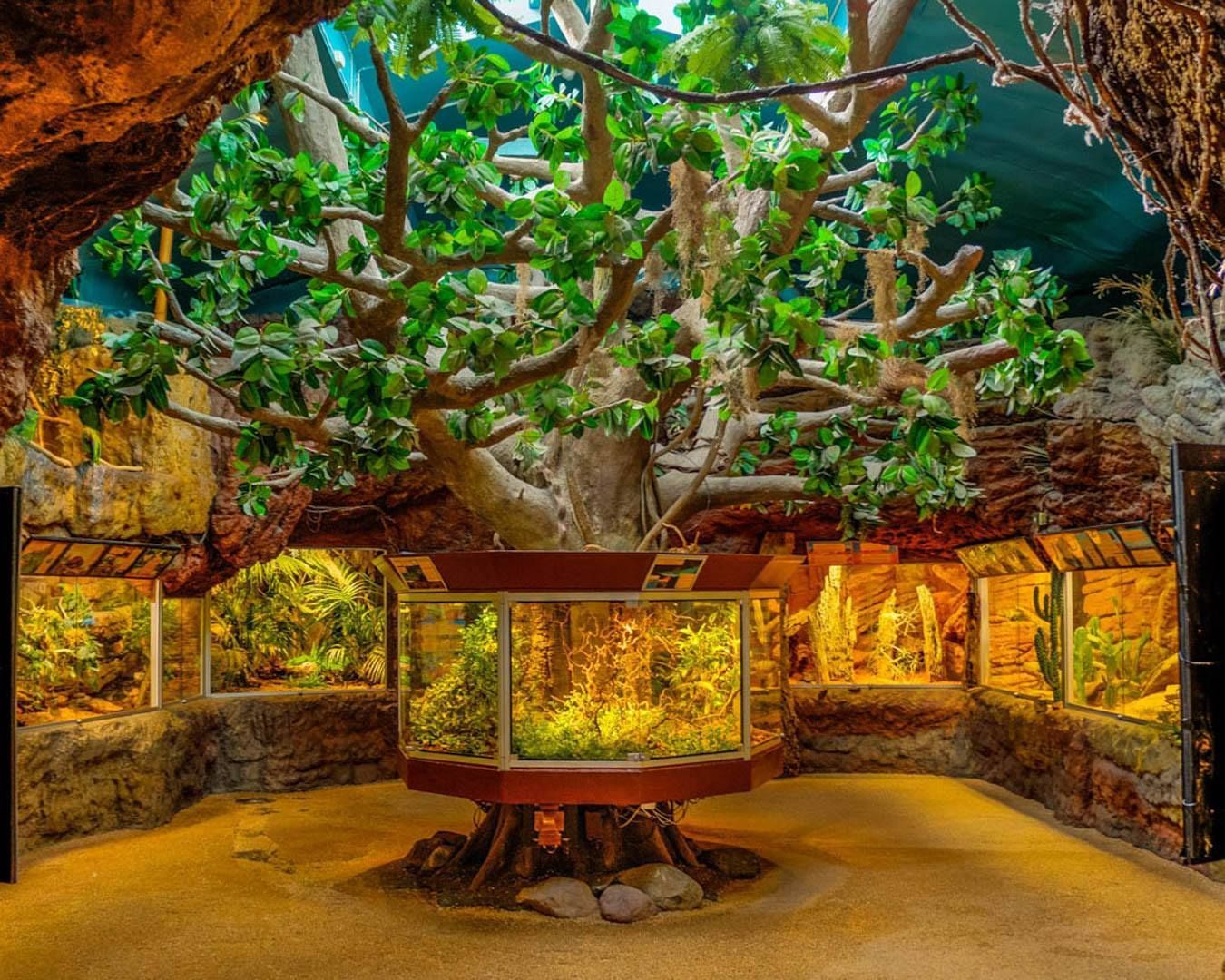 There is a large tree in the middle of the room surrounded by aquariums.