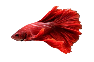 A blue fish with a yellow tail is swimming on a white background