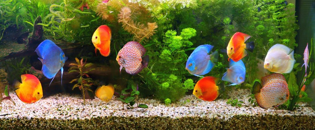 A group of colorful fish are swimming in a tank.