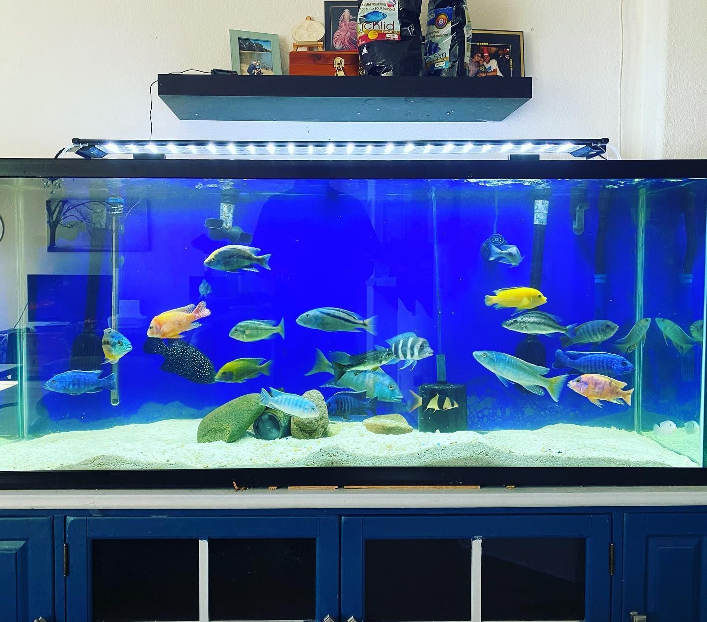 A large aquarium with lots of fish in it