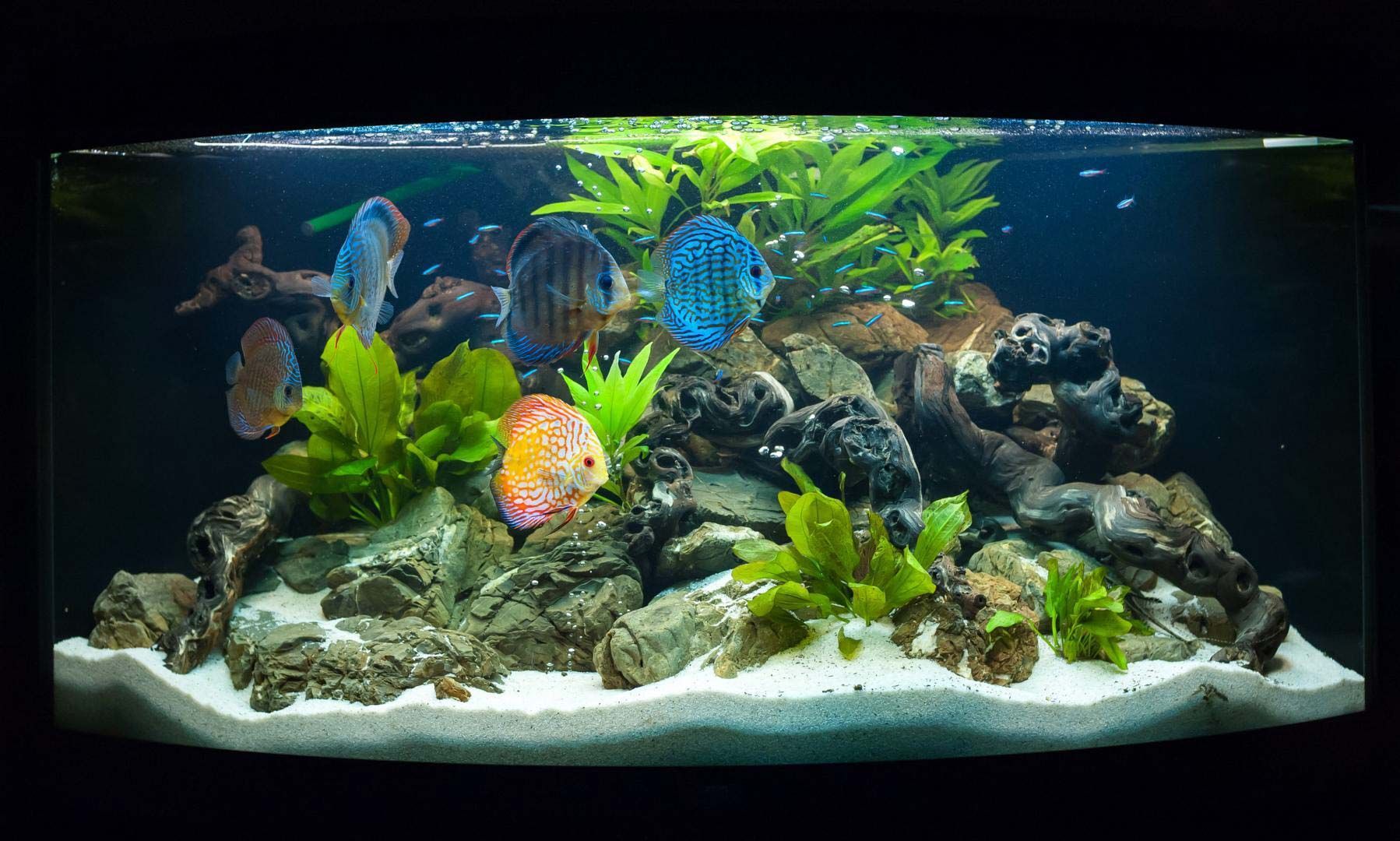 A large aquarium filled with lots of fish and plants.