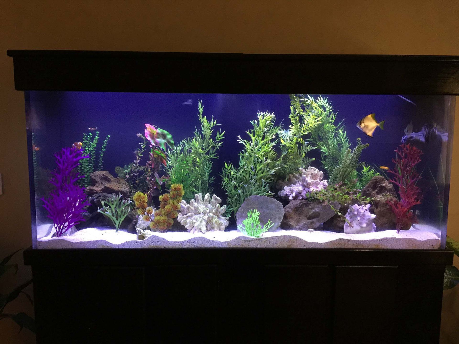 A large fish tank filled with lots of fish and plants.
