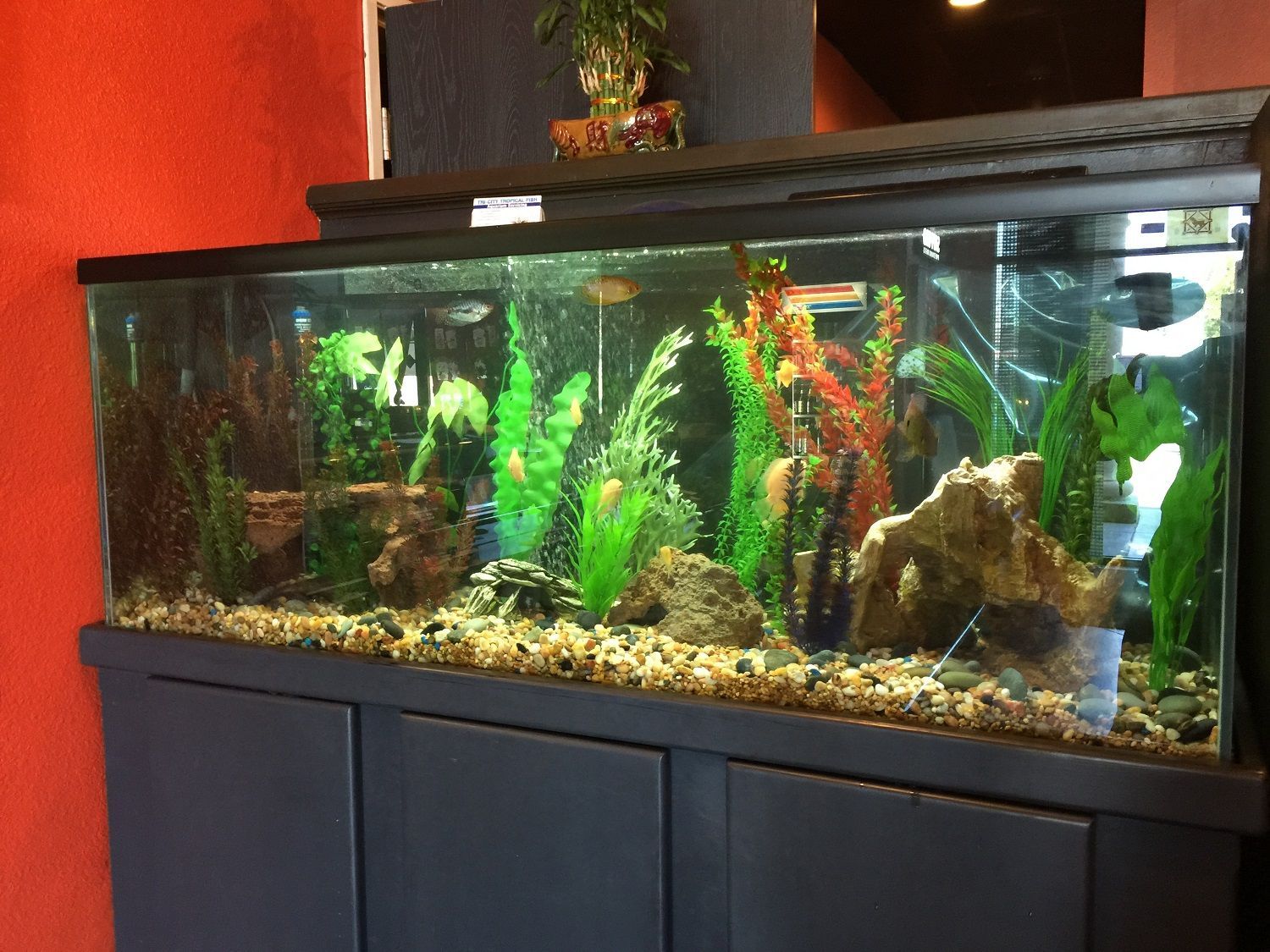 A large fish tank filled with lots of fish and plants
