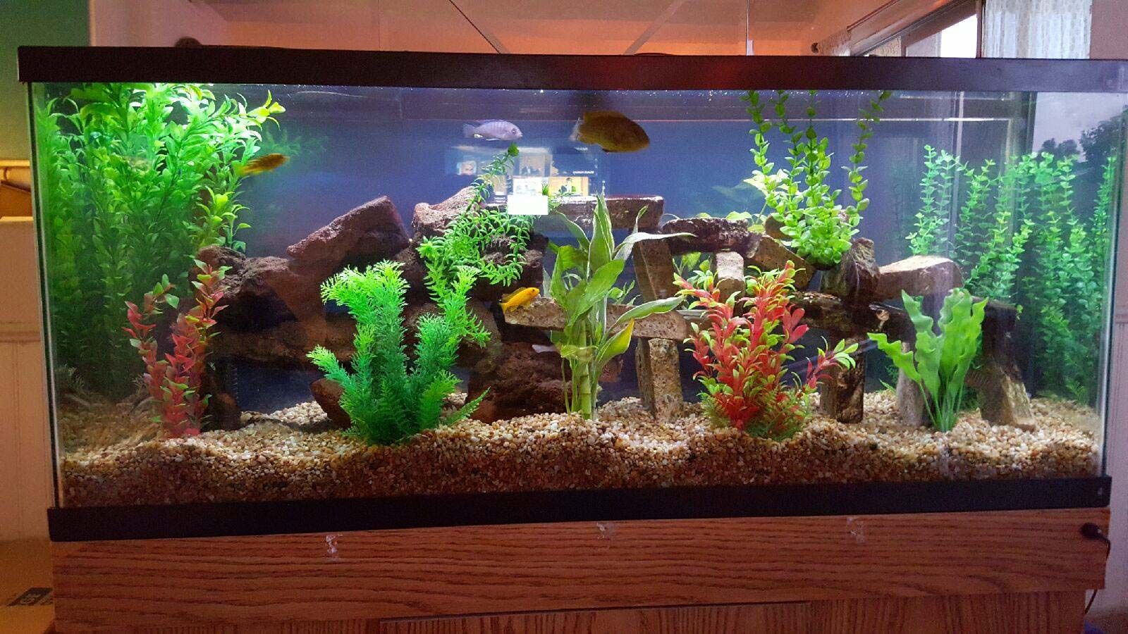 A large fish tank filled with fish and plants.