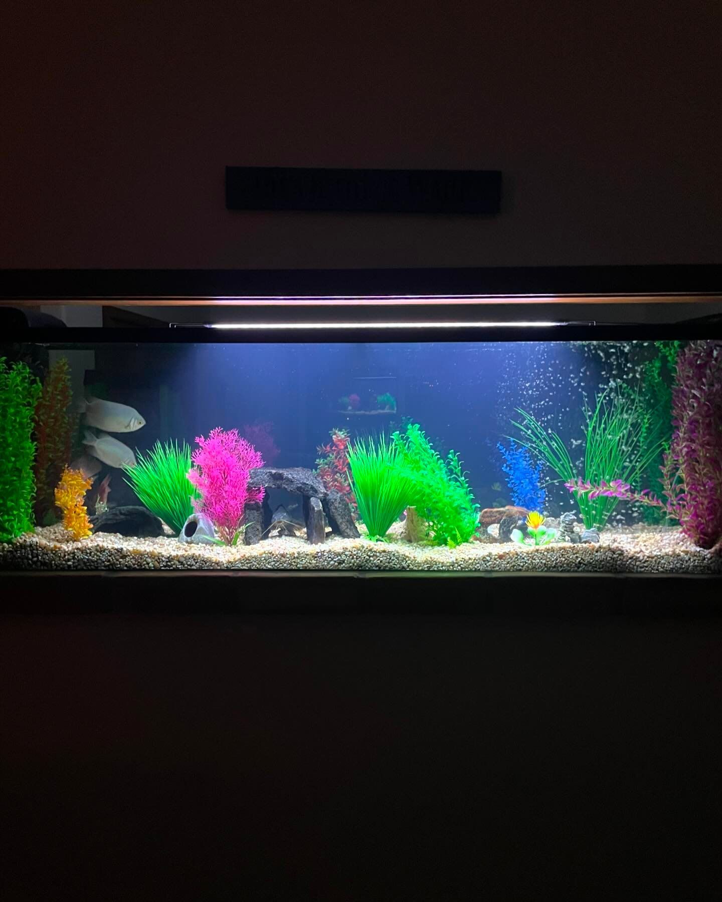 A large fish tank filled with lots of fish and plants.