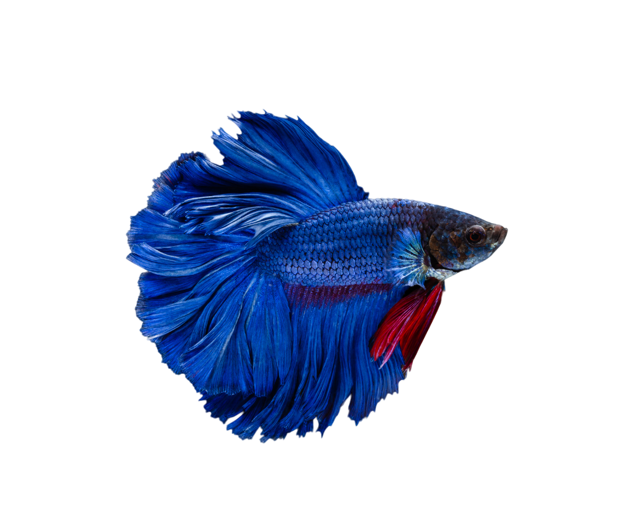 A colorful fish with a long tail is swimming in the water.
