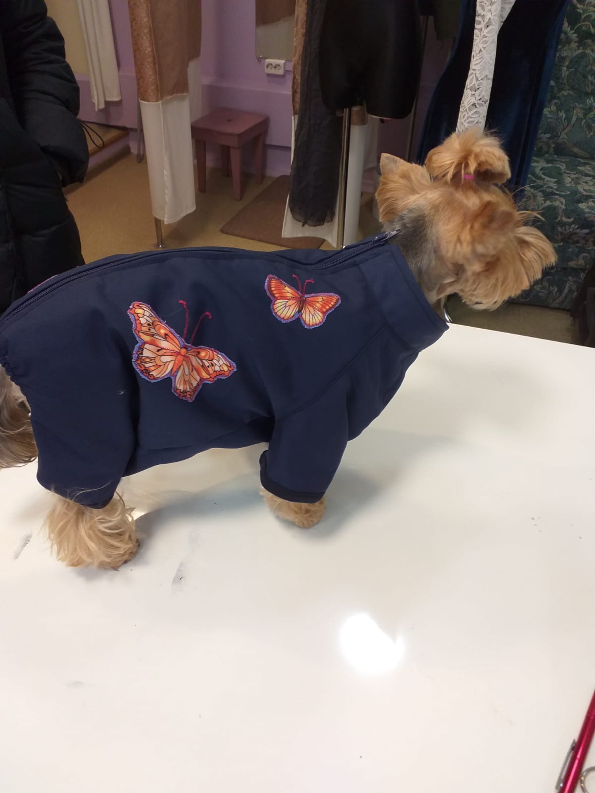 suņa drēbes, suņu ziemas drēbes, dzīvnieku apģērbs, Šūšanas pakalpojumi Purvciemā, Purvciems,  šūšanas darbnīca, šūšana, apģērbu remonts, aizkaru šūšana