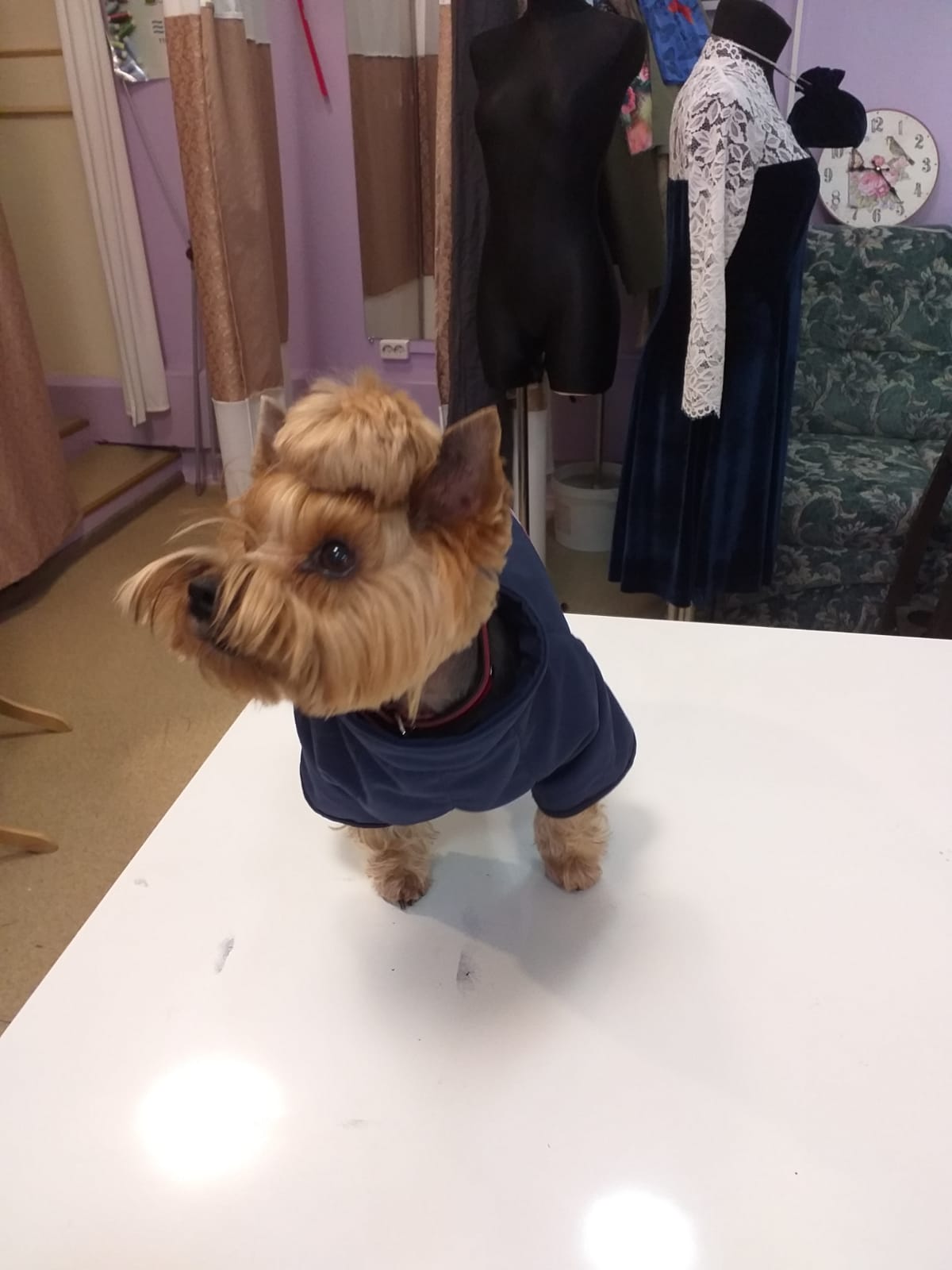 individuāls suņu apģērbs, ziemas mētelis dzīvniekiem, Šūšanas pakalpojumi Purvciemā, Purvciems, apģērba remonts Purvciemā,  šūšanas darbnīca, šūšana, apģērbu remonts, aizkaru šūšana