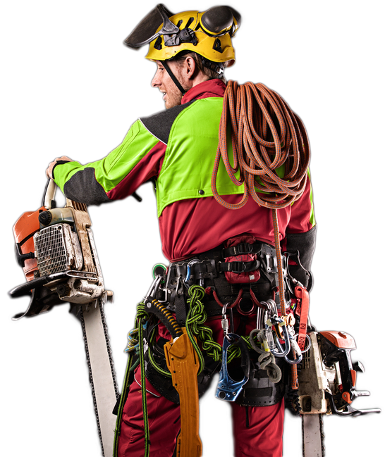 Arborist wearing safety gear, holding two chainsaws and a rope coil, back view.