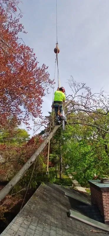 Arborist on a roof using a crane to cut a tree limb, with red and green foliage and a cloudy sky.