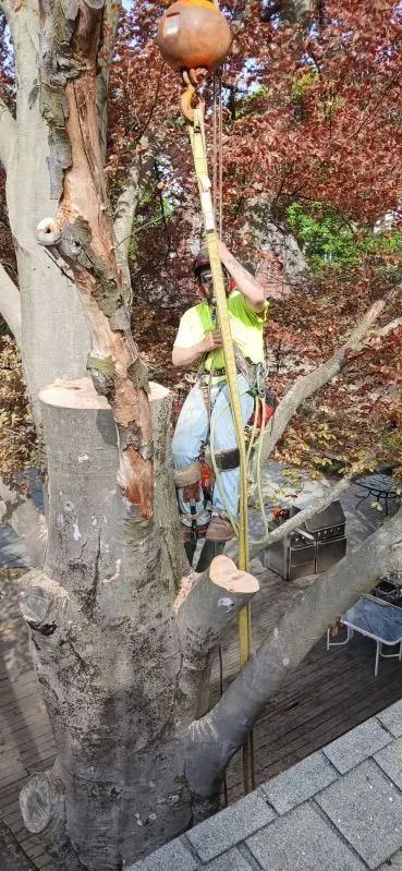 Arborist using a lift to cut a tree. He is wearing a harness and safety vest, on a rooftop.
