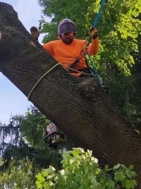 Arborist in orange shirt and helmet uses chainsaw to cut tree limb. Safety rope visible.