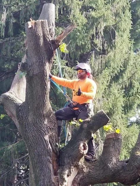 Arborist in orange shirt, trimming a tree with safety ropes, against a green background.