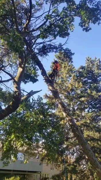 Arborist in orange safety gear, cutting a tall tree branch on a sunny day.