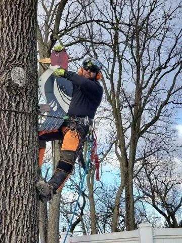 Arborist in safety gear, climbing a tree next to a woodpecker decoration.