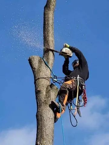 Arborist uses a chainsaw to cut a tree limb, wearing safety gear and climbing harness, against a blue sky.