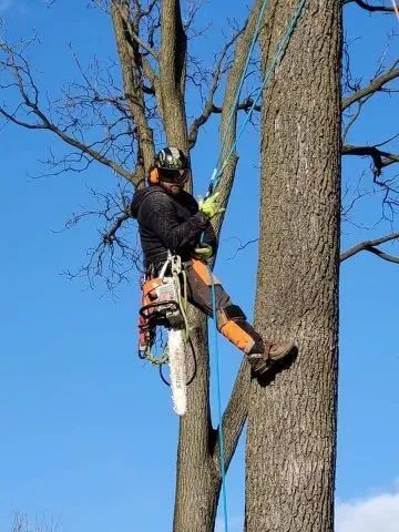 Arborist in tree, wearing safety gear and holding a chainsaw, blue sky background.