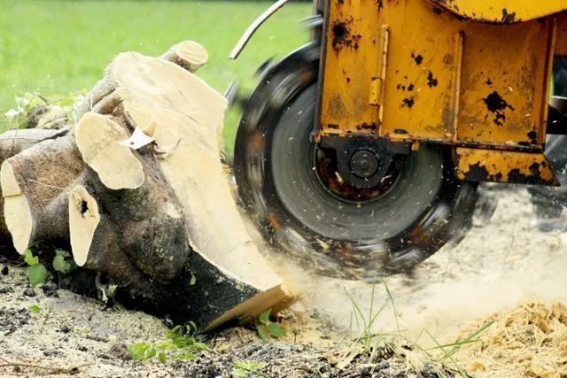 Stump grinder cutting into a tree stump, spraying wood chips. Yellow machine, outdoor setting.