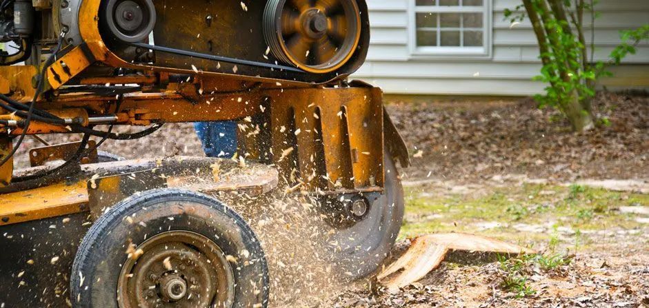A yellow stump grinder cuts wood into chips; the machine sits on a yard with a house in the background.