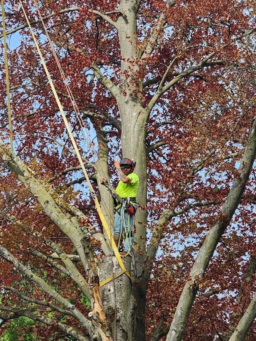 Arborist in a tree with red leaves, wearing a green shirt, and using ropes to work.