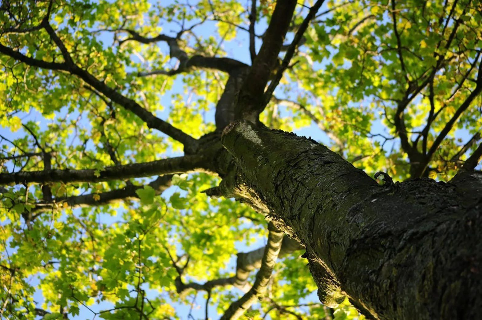 Looking up a tree trunk with green leaves and blue sky.
