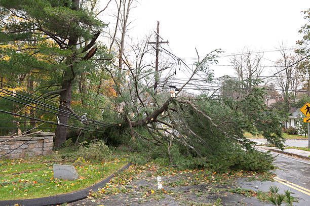 Fallen tree on road, blocking power lines. Green foliage, fall leaves, cloudy sky, road with yellow lines.