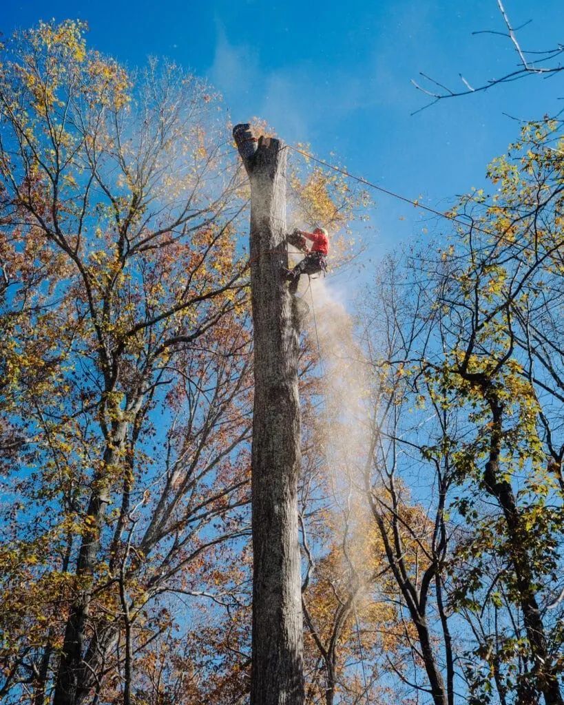 Arborist cutting a tall tree trunk with a chainsaw; sawdust fills the air.