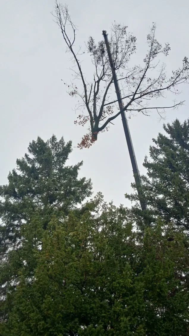 Tall tree trunk with branches, cut off and dangling, in front of evergreens, overcast sky.