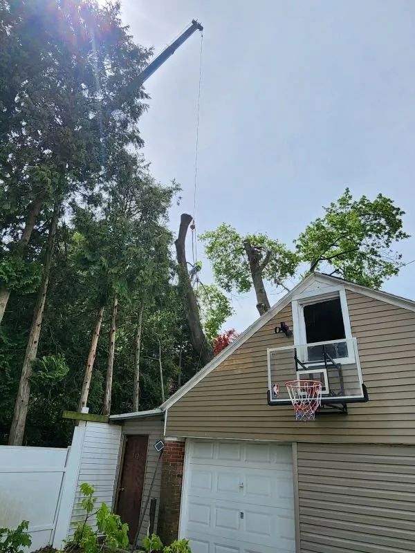 A crane cutting a tall tree near a house with a basketball hoop on the garage.